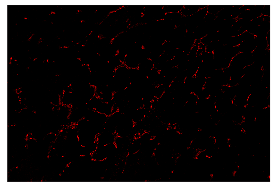 Immunohistochemistry Image 4: CD31 (PECAM-1) (D8V9E) & CO-0050-594 SignalStar<sup>™</sup> Oligo-Antibody Pair