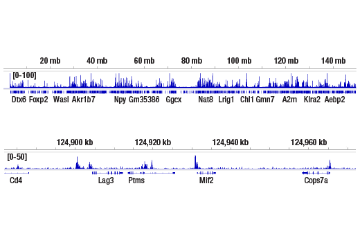 CUT & RUN Image 1: TCF1/TCF7 (E6O1K) Rabbit Monoclonal Antibody