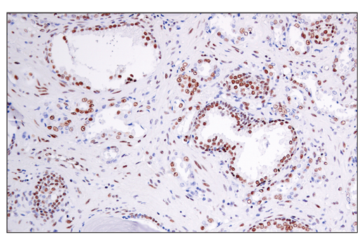 Immunohistochemistry Image 4: Phospho-ATF-2 (Thr71)/ATF-7 (Thr53) Antibody