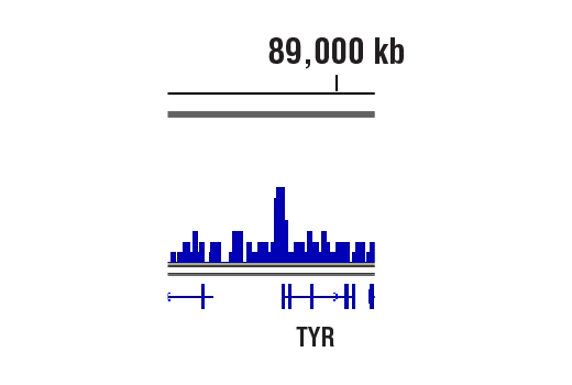 CUT & RUN Image 1: MITF (D3B4T) Rabbit Monoclonal Antibody