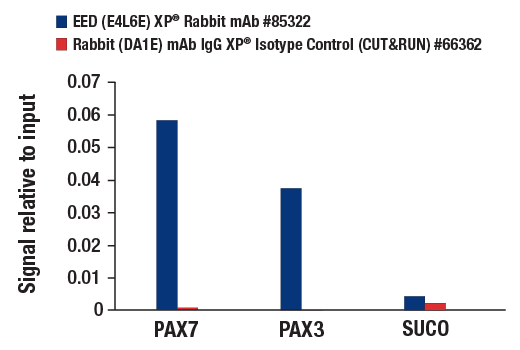 CUT & RUN Image 3: EED (E4L6E) Rabbit Monoclonal Antibody