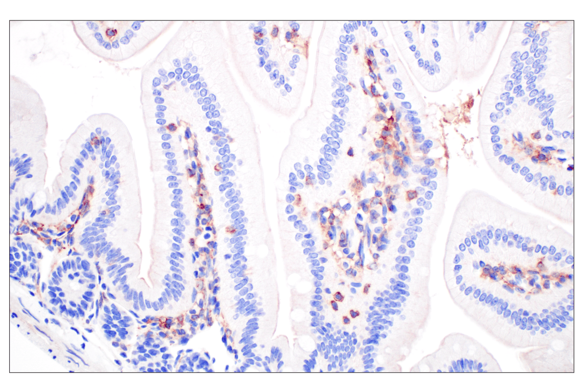 Immunohistochemistry Image 5: CCL3/MIP-1 alpha (F2M8Q) Rabbit Monoclonal Antibody