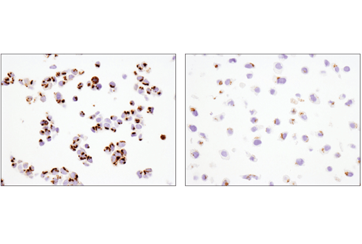 Immunohistochemistry Image 4: FAM3C (D1S2D) Rabbit Monoclonal Antibody