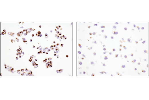 Immunohistochemistry Image 4: FAM3C (D1S2D) XP<sup>®</sup> Rabbit mAb