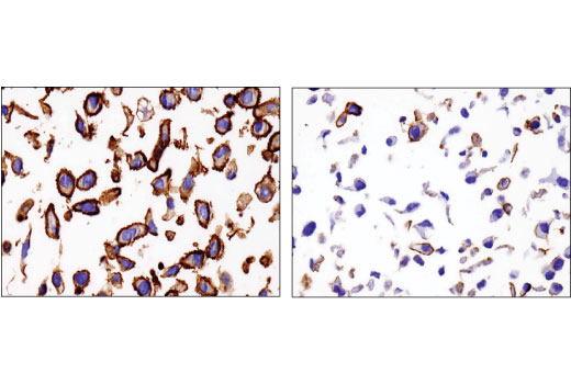 Immunohistochemistry Image 4: Na,K-ATPase alpha1 (D4Y7E) Rabbit Monoclonal Antibody (BSA and Azide Free)