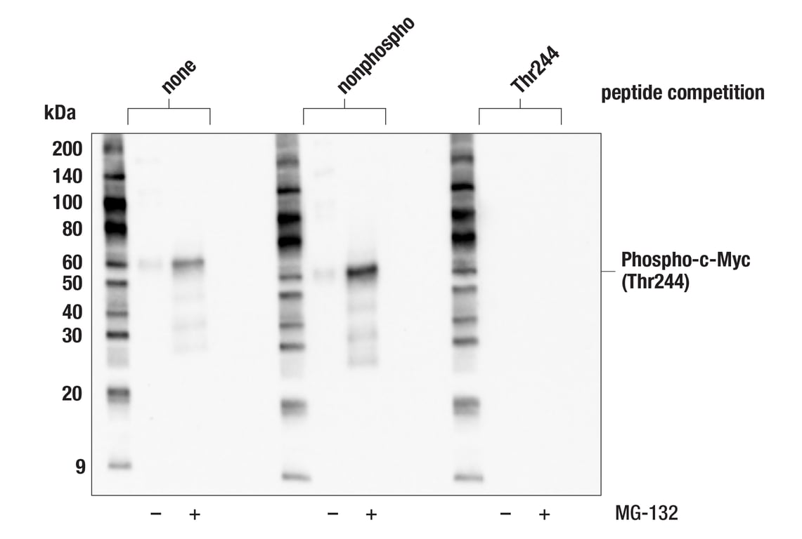 Western Blotting Image 4: Phospho-c-Myc (Thr244) (F3G5K) Rabbit Monoclonal Antibody