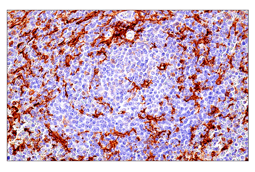 Immunohistochemistry Image 7: LAIR-1 (E7X6I) Rabbit Monoclonal Antibody