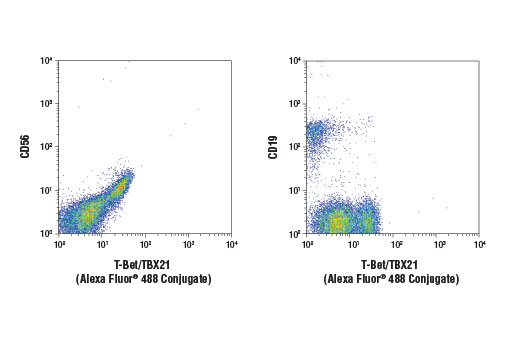 Flow Cytometry Image 1: T-Bet/TBX21 (D6N8B) Rabbit Monoclonal Antibody (Alexa Fluor<sup>®</sup> 488 Conjugate)