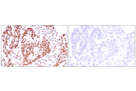 Immunohistochemistry Image 5: USP39 (E8U2M) Rabbit Monoclonal Antibody