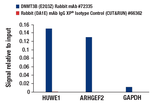 CUT & RUN Image 3: DNMT3B (E2Q3Z) Rabbit mAb