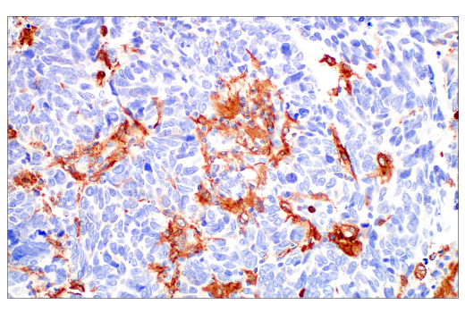 Immunohistochemistry Image 7: Siglec-10 (E1D7S) Rabbit Monoclonal Antibody