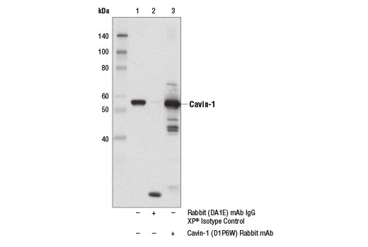 Immunoprecipitation Image 1: Cavin-1 (D1P6W) Rabbit Monoclonal Antibody