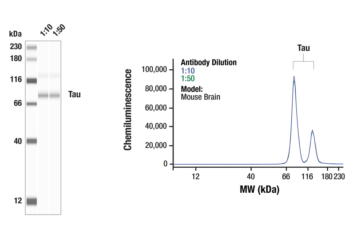 Western Blotting Image 1: Tau (E5G6B) Rabbit Monoclonal Antibody