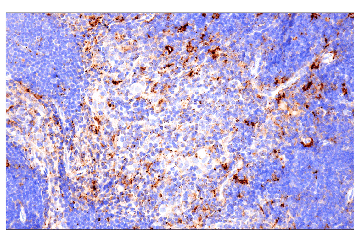 Immunohistochemistry Image 10: HEXB (E9X5S) Rabbit Monoclonal Antibody