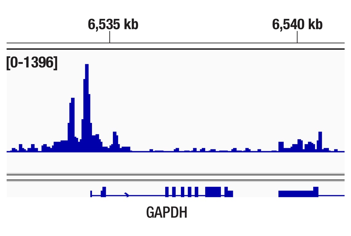CUT & Tag Image 1: TBP (D5G7Y) Rabbit Monoclonal Antibody