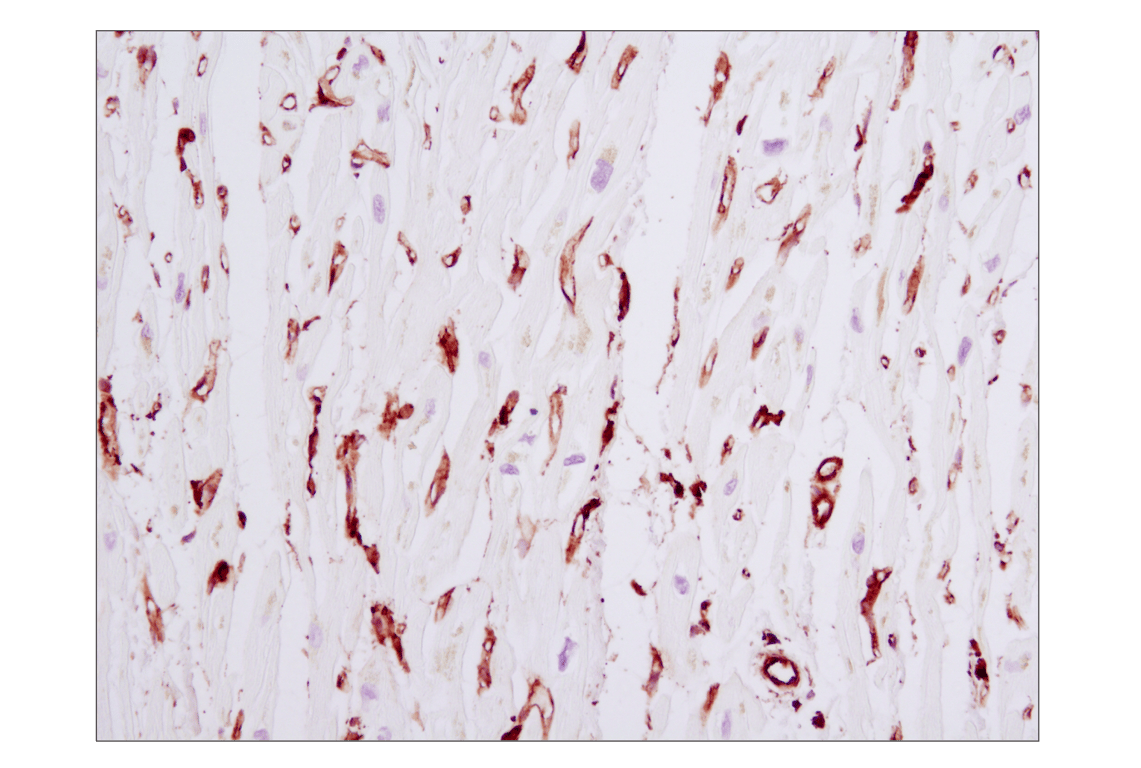 Immunohistochemistry Image 2: beta-Actin (8H10D10) Mouse Monoclonal Antibody
