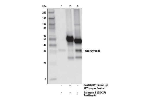Immunoprecipitation Image 1: Granzyme B (D2H2F) Rabbit Monoclonal Antibody