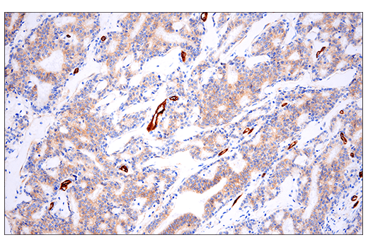 Immunohistochemistry Image 3: Insulin Receptor beta (E9L5V) Rabbit Monoclonal Antibody (BSA and Azide Free)