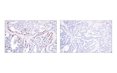 Immunohistochemistry Image 4: Geminin (E5Q9S) Rabbit Monoclonal Antibody (BSA and Azide Free)