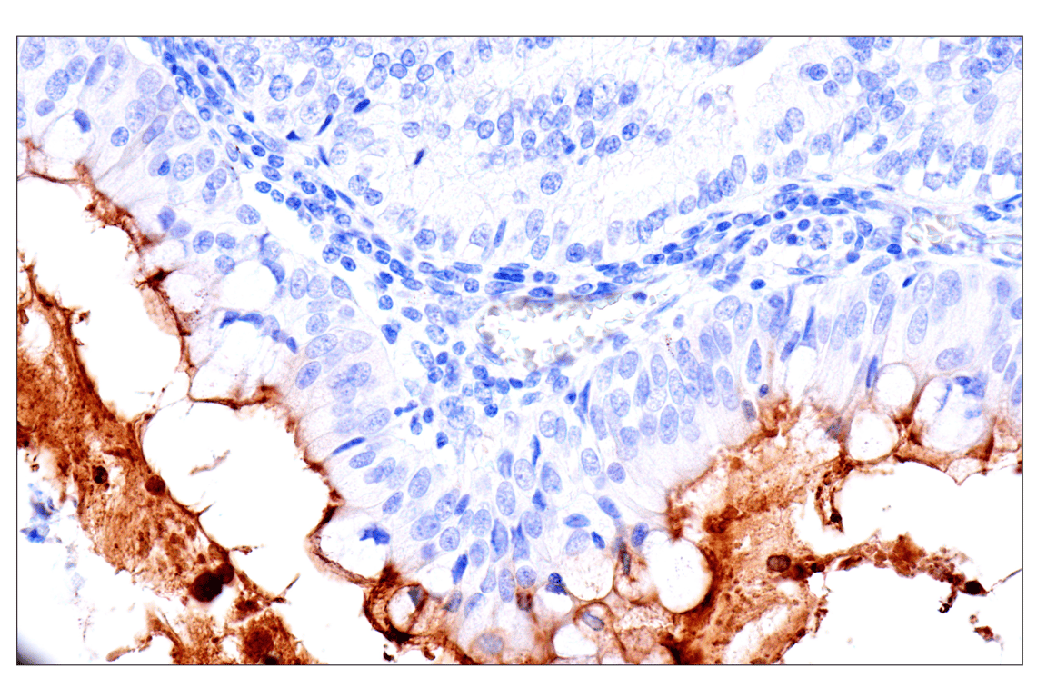 Immunohistochemistry Image 5: CEACAM7 (E5Q6X) Rabbit Monoclonal Antibody (BSA and Azide Free)