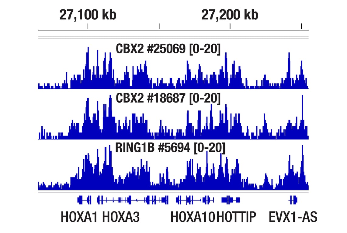 Chromatin Immunoprecipitation Image 1: CBX2 (E3N6A) Rabbit Monoclonal Antibody