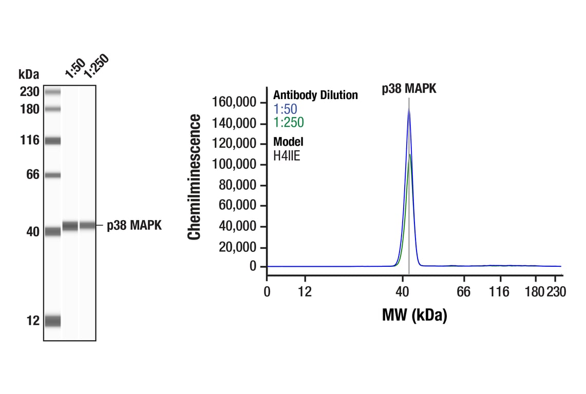 undefined Image 19: MAPK Family Antibody Sampler Kit