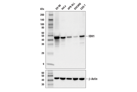 Western Blotting Image 2: IDH1 (RcMab-1) Rat Monoclonal Antibody