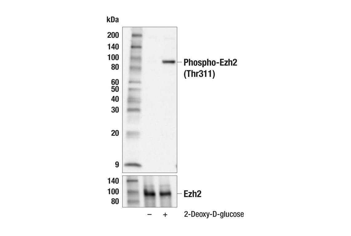 undefined Image 5: PhosphoPlus<sup>®</sup> Ezh2 (Thr311) Antibody Duet
