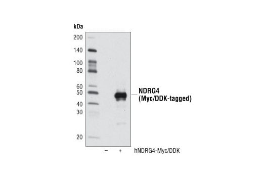 Western Blotting Image 3: NDRG4 (D4A6) Rabbit Monoclonal Antibody (BSA and Azide Free)
