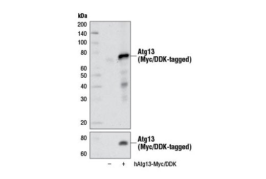Western Blotting Image 2: Atg13 (E1Y9V) Rabbit Monoclonal Antibody (BSA and Azide Free)