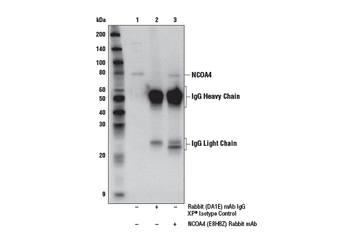 undefined Image 17: Ferroptosis Antibody Sampler Kit