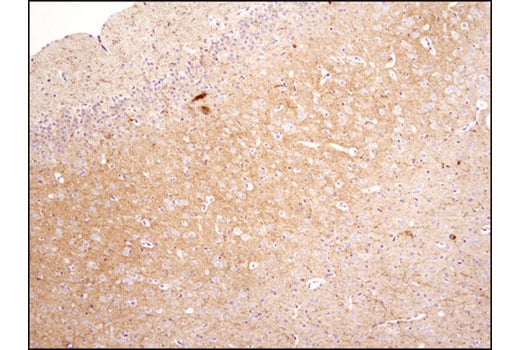 Immunohistochemistry Image 3: Neuropeptide Y (D7Y5A) XP<sup>®</sup> Rabbit mAb