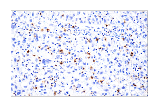 Immunohistochemistry Image 5: B3GAT1 (NK-1) Mouse Monoclonal Antibody