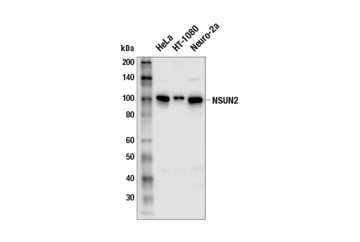 Western Blotting Image 2: NSUN2 (E9Y5E) Rabbit Monoclonal Antibody