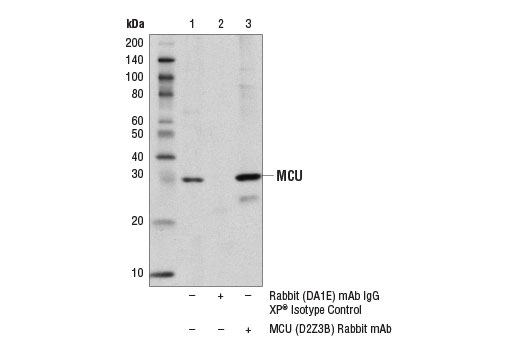 Immunoprecipitation Image 1: MCU (D2Z3B) Rabbit Monoclonal Antibody