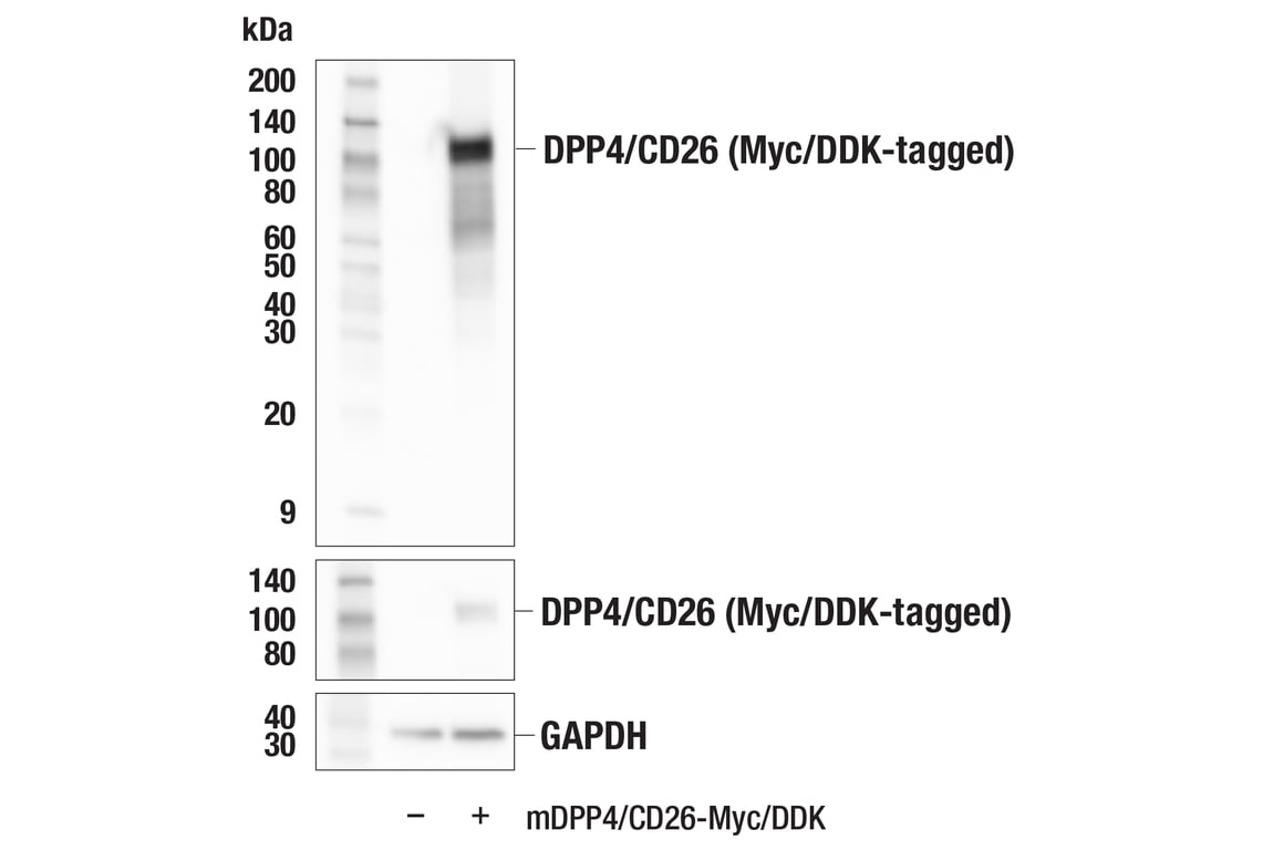 Western Blotting Image 2: DPP4/CD26 (E2V5I) Rabbit Monoclonal Antibody