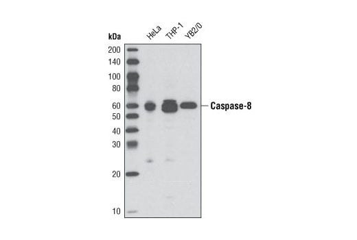 Western Blotting Image 2: Caspase-8 (D35G2) Rabbit Monoclonal Antibody