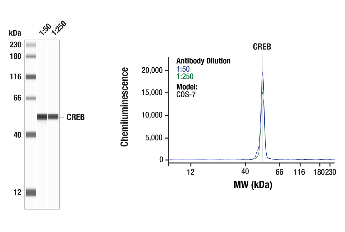 Western Blotting Image 1: CREB (D76D11) Rabbit Monoclonal Antibody