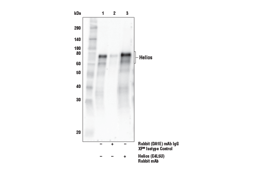 Immunoprecipitation Image 1: Helios (E4L5U) Rabbit Monoclonal Antibody
