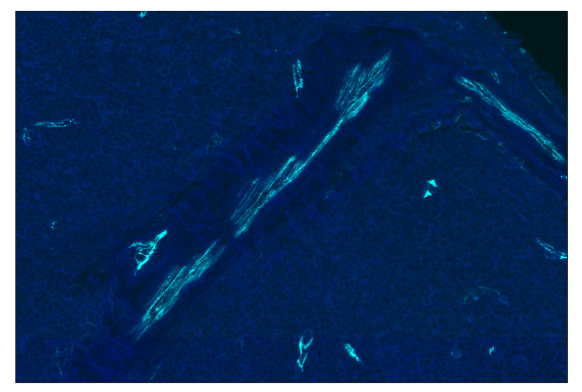 Immunohistochemistry Image 2: CD31 (PECAM-1) (89C2) Mouse Monoclonal Antibody (Alexa Fluor<sup>®</sup> 750 Conjugate)
