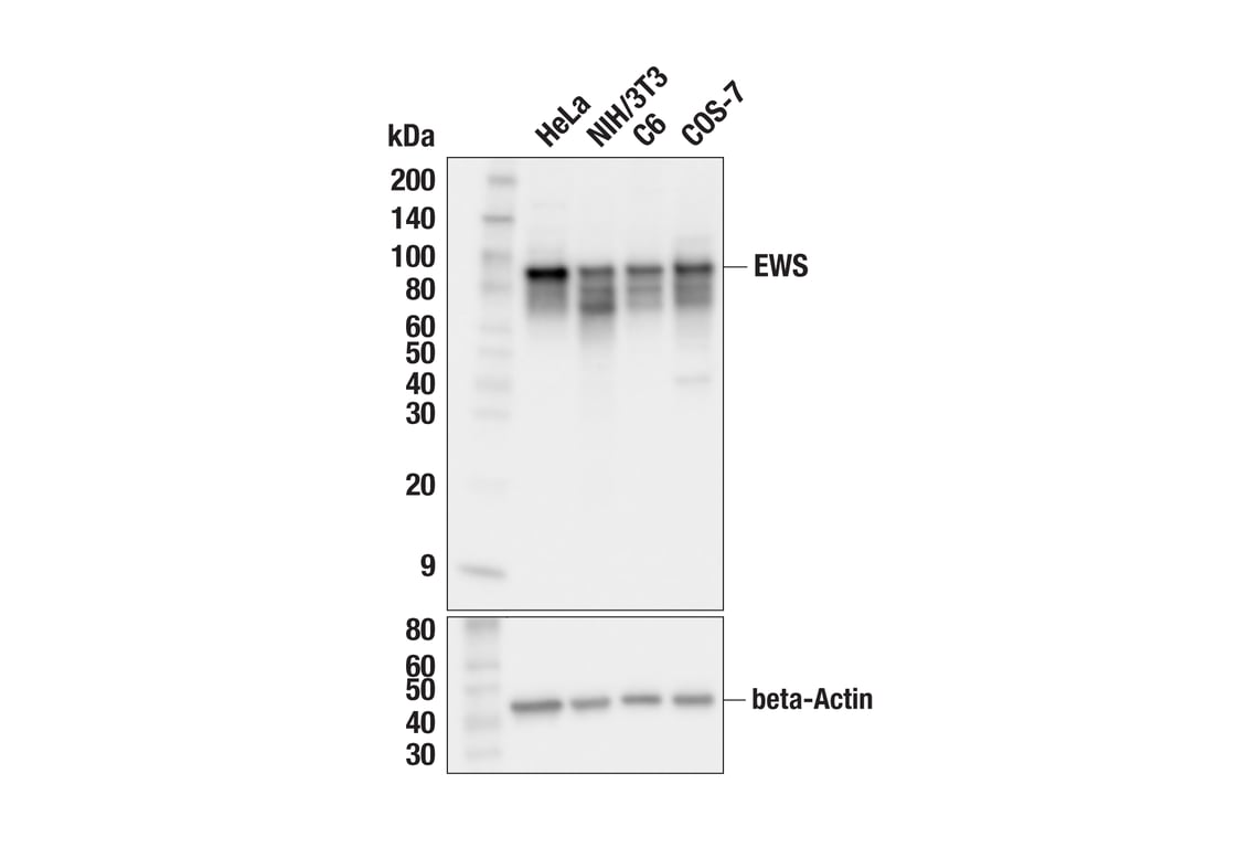Western Blotting Image 1: EWS (F9H8X) Rabbit Monoclonal Antibody