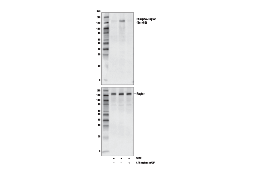 undefined Image 2: PhosphoPlus<sup>®</sup> Raptor (Ser792) Antibody Duet