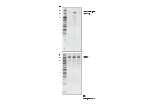 Western Blotting Image 1: Phospho-Raptor (Ser792) (E4V6C) Rabbit mAb