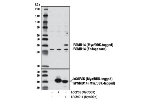 Western Blotting Image 2: PSMD14 Antibody