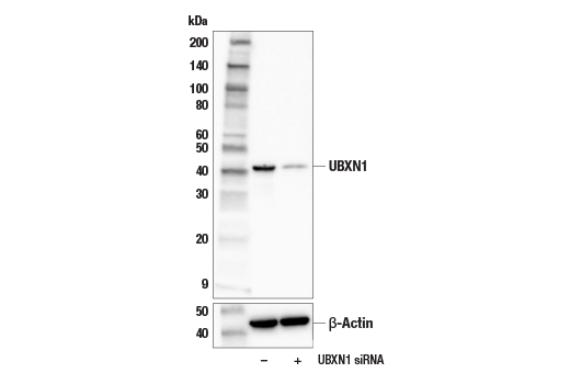 Western Blotting Image 2: UBXN1 (E5B5J) Rabbit Monoclonal Antibody