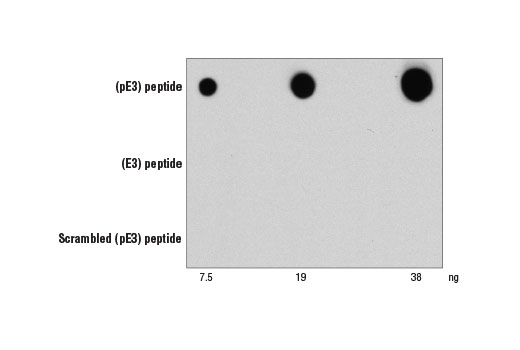 undefined Image 4: Pathological Hallmarks of Alzheimer's Disease Antibody Sampler Kit