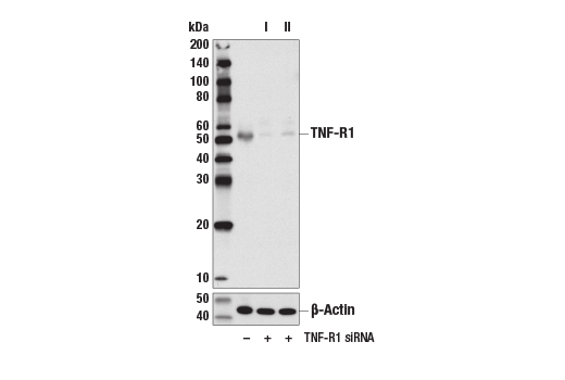 Western Blotting Image 2: TNF-R1 (D3I7K) Rabbit Monoclonal Antibody