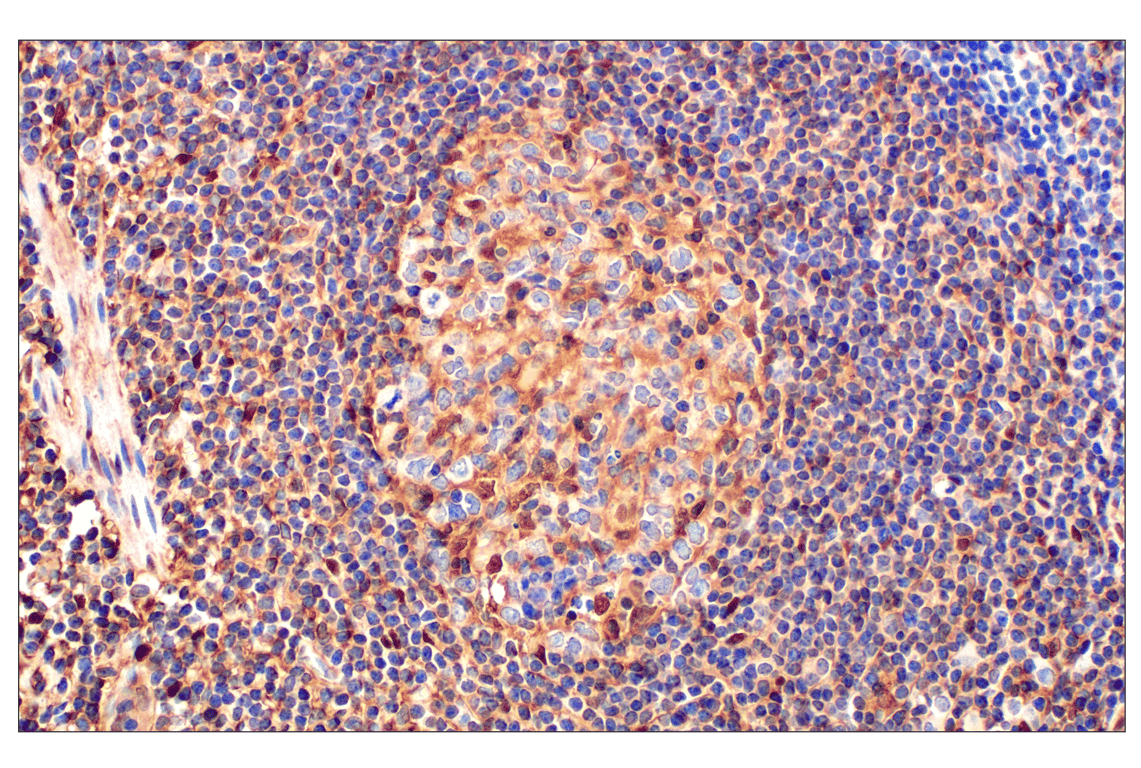 Immunohistochemistry Image 5: Annexin V (E3W8V) Rabbit Monoclonal Antibody