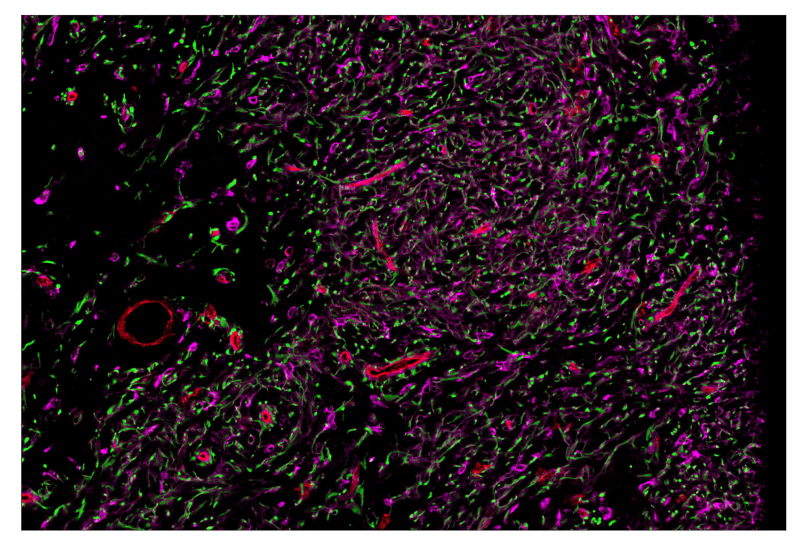 Immunohistochemistry Image 1: CD141/Thrombomodulin (E7Y9P) & CO-0088-594 SignalStar<sup>™</sup> Oligo-Antibody Pair