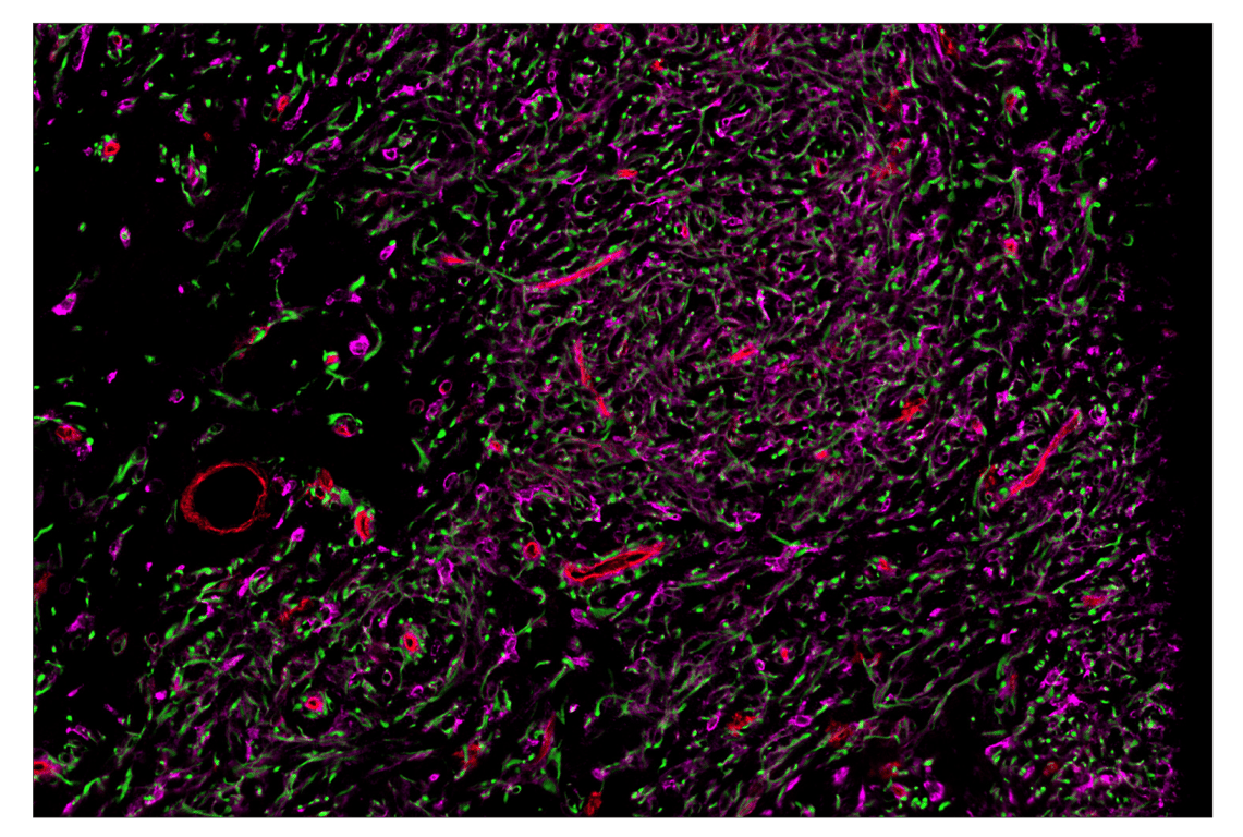 Immunohistochemistry Image 1: CD141/Thrombomodulin (E7Y9P) & CO-0088-594 SignalStar<sup>™</sup> Oligo-Antibody Pair